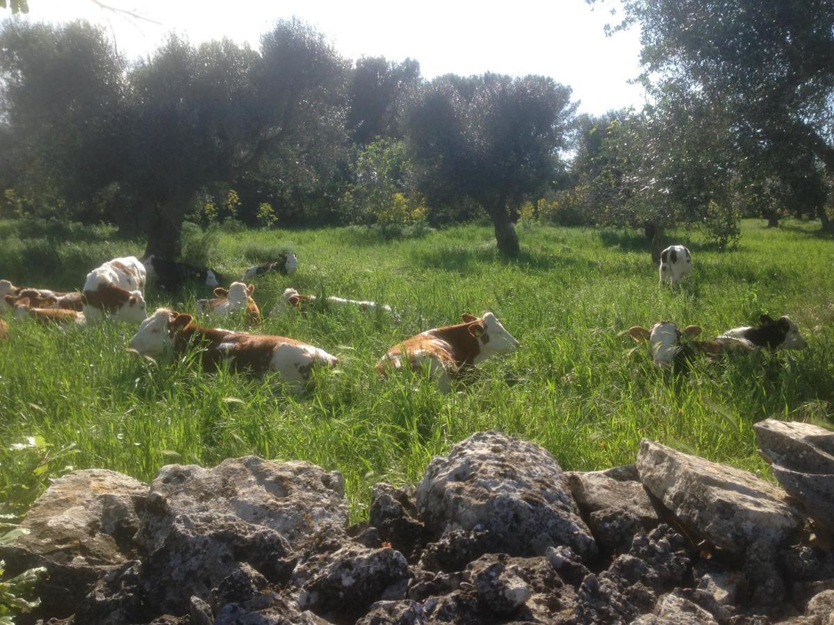 B&B Masseria Nuove Caselle Villa Castelli Dış mekan fotoğraf