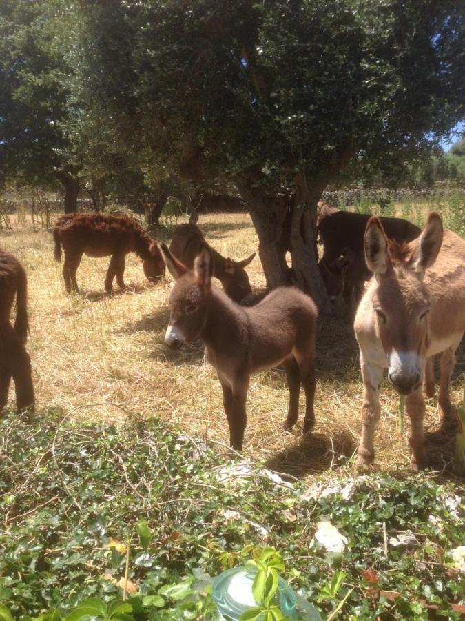 B&B Masseria Nuove Caselle Villa Castelli Dış mekan fotoğraf